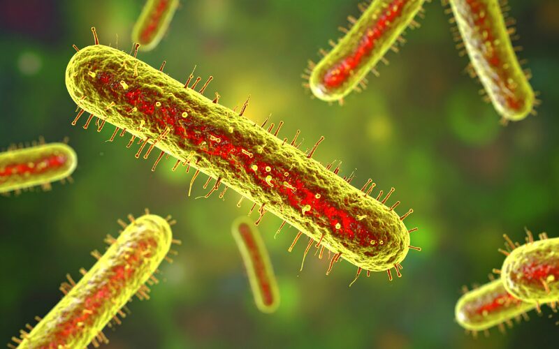 ¿Qué son las bacterias?