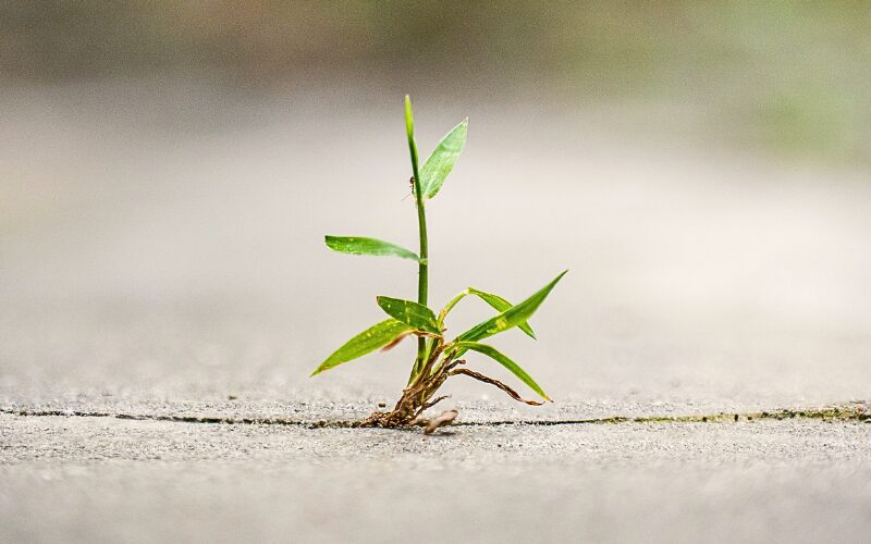 Resiliencia